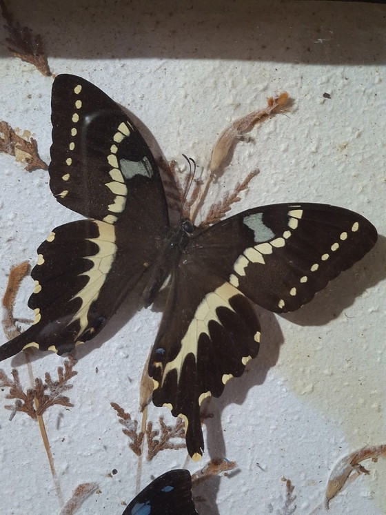 Image 1 of Butterfly collection set