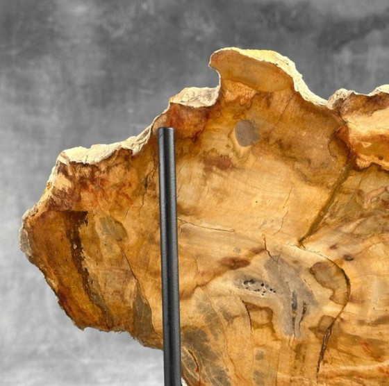 Image 1 of Bois fossilisé de Sooka, fabrication sur mesure standard (nouveau)