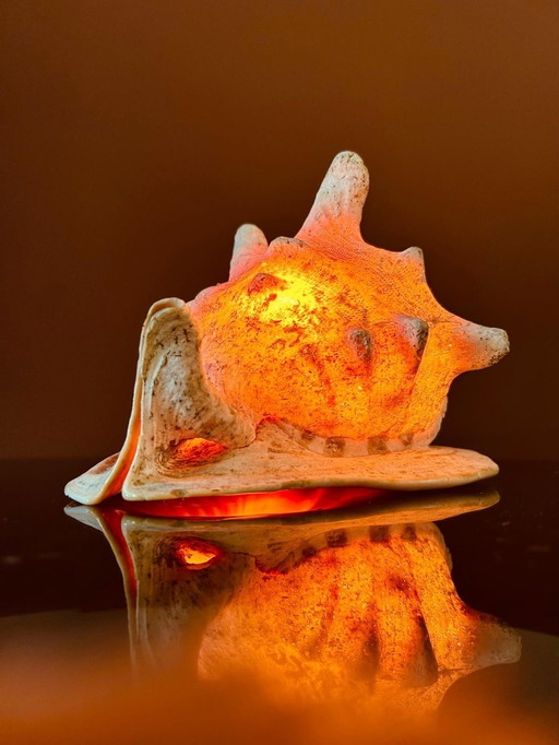 Casis Cornuta Lampe en forme de coquille de casque