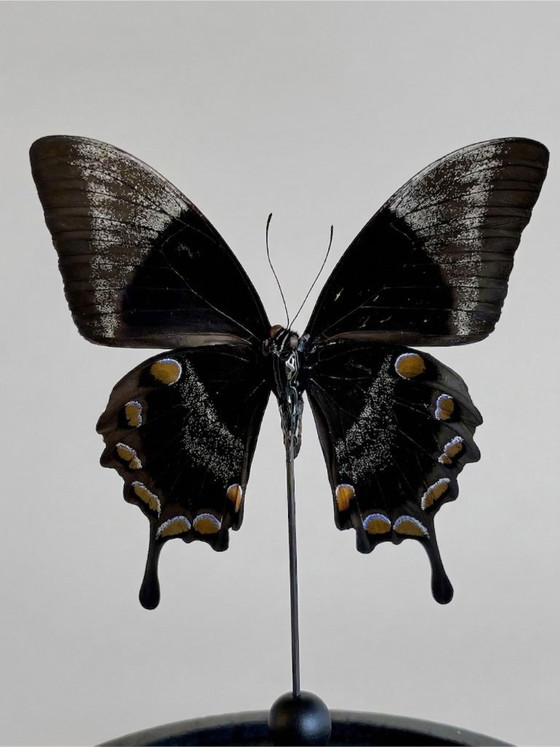Image 1 of Papilio ulysses-vlinder geconserveerd onder een glazen koepel – groot formaat – exotisch exemplaar – 21 cm