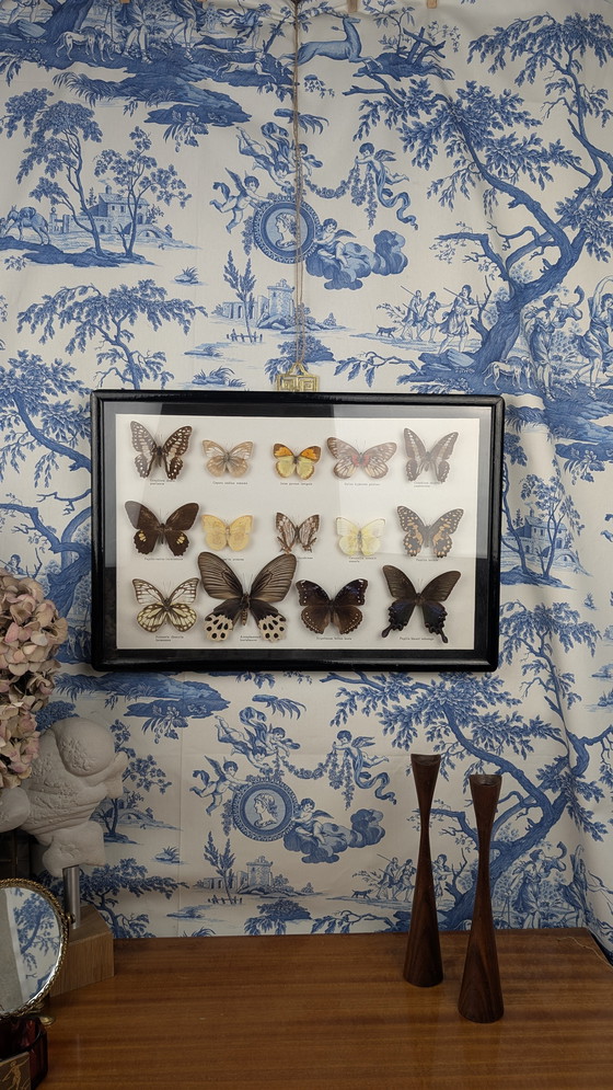 Image 1 of Large Entomological Butterfly Taxidermy Display Case Curiosity Cabinet