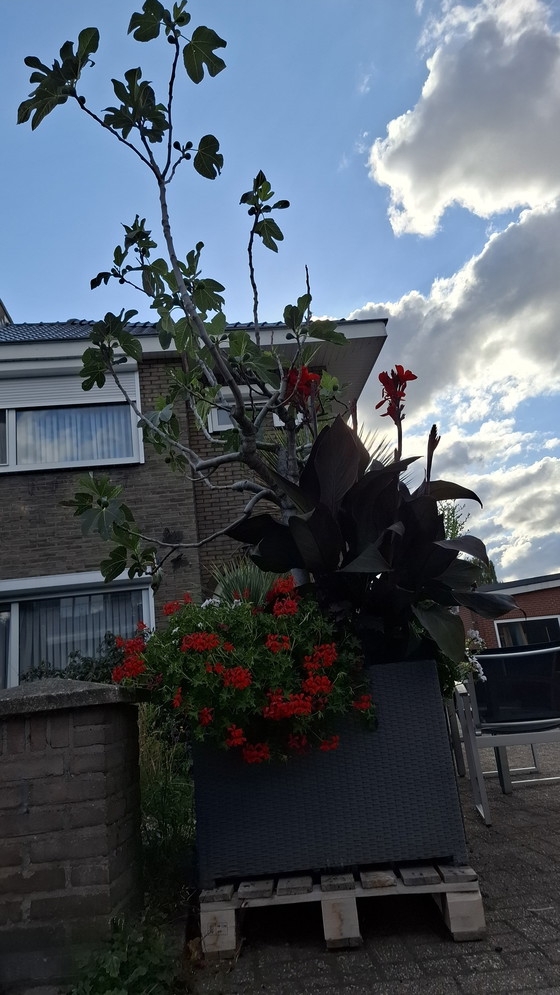 Image 1 of Fig tree in large planter | Mediterranean eye-catcher
