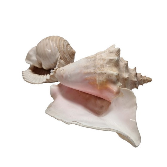 Image 1 of 2 large vintage shells