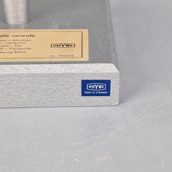 Image 1 of Modello botanico d'epoca di segale (Secale cereale) – Brendel / PHYWE – Modello scientifico didattico – ca. anni '60