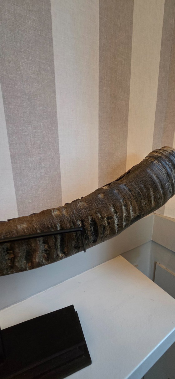 Image 1 of Large carved buffalo horn on a base (ref 4168)