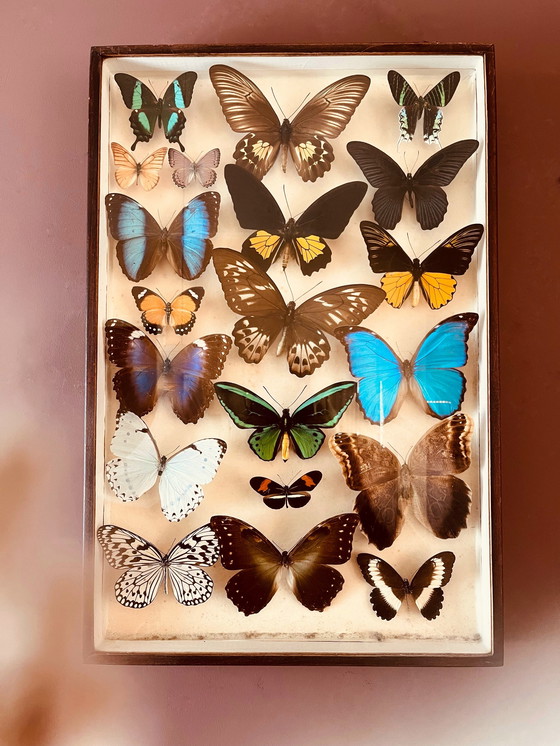 Image 1 of Unique ! 3 armoires papillon vintage exotiques