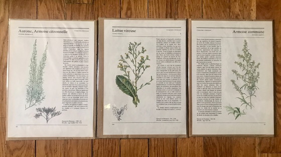 Image 1 of Botanical illustrations