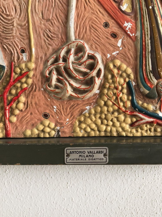 Anatomical Panel, Italy, 1950s – Wall decoration (photo 5 of 6)
