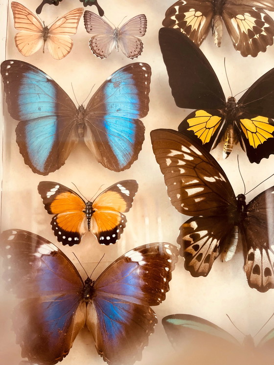 Image 1 of Unique ! 3 armoires papillon vintage exotiques