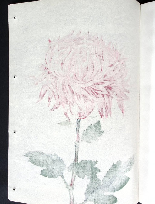 Keika Hasegawa - "One Hundred Chrysanthemums" – schilderijen tekeningen, Paper (photo 2 of 8)