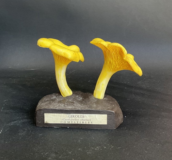 Image 1 of Vintage Deyrolle Cantharel paddenstoel model – Frans botanisch exemplaar