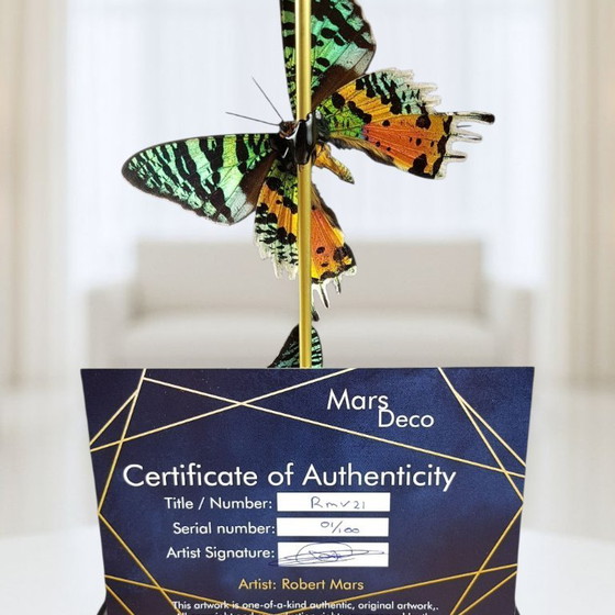 Image 1 of Echte Urania-Ripheus-Schmetterlinge unter einer Glaskuppel – limitierte Auflage