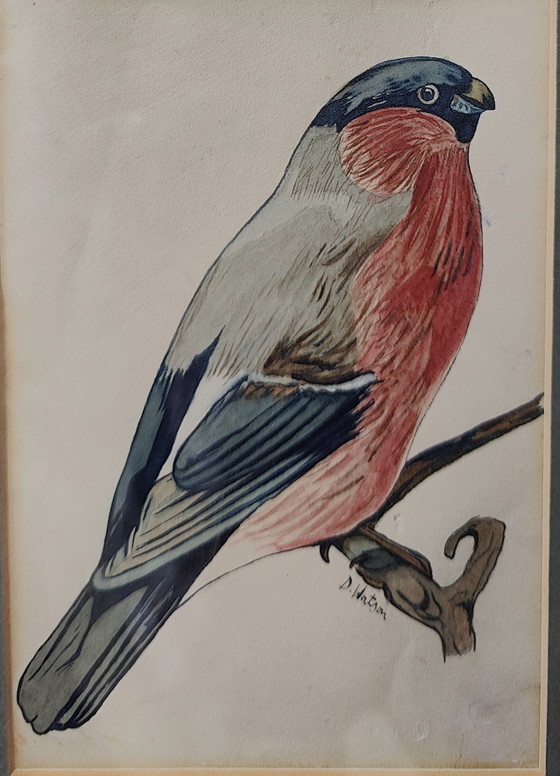 Image 1 of Uccello acquerello Donald Watson(1910-2005)