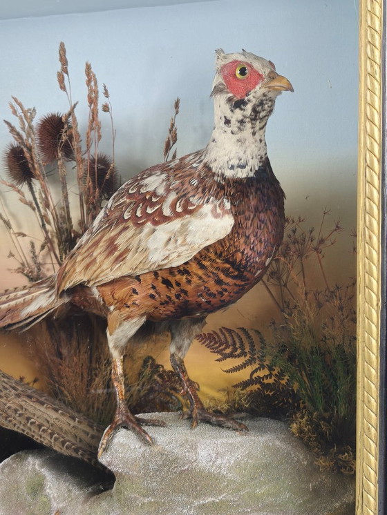 Image 1 of Vitrina de taxidermia del siglo XIX: Dos faisanes