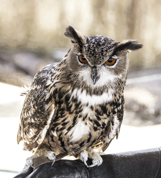 Image 1 of Carol.M.Highsmith -----The Snowy Owl