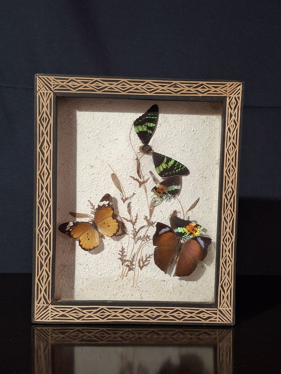 Image 1 of Butterfly collection set