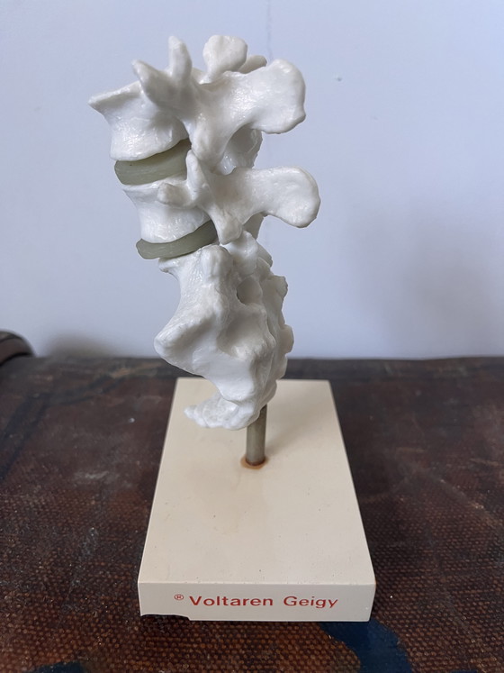 Image 1 of Anatomical decoration x 5