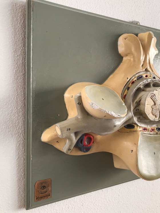 Driedimensionaal anatomisch model, Duitsland, jaren 50 – Beeldhouwkunst (photo 3 of 5)