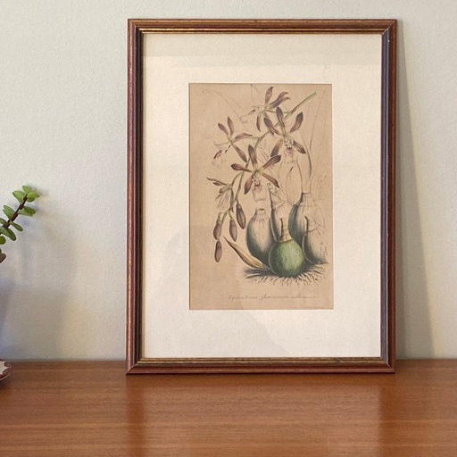 Antieke schildering van een orchidee, lithografie