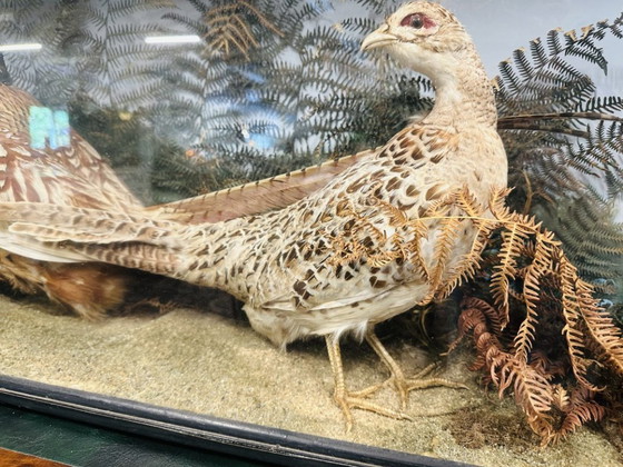 Antique Stuffed Pheasants in Display Case – Decorative Objects, Glass, Wood (photo 10 of 11)