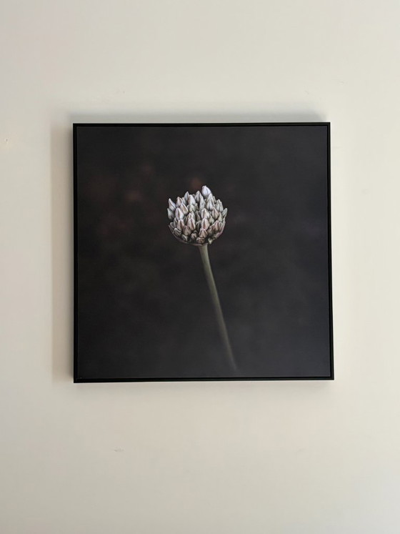 'Velvet Flower': Bel fiore su dibond in cornice a cassetta – Fotografie, Aluminium (photo 5 of 5)