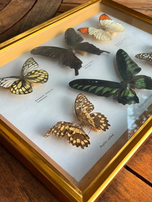Cadre entomologique vintage – véritables papillons naturalisés – 6 espèces