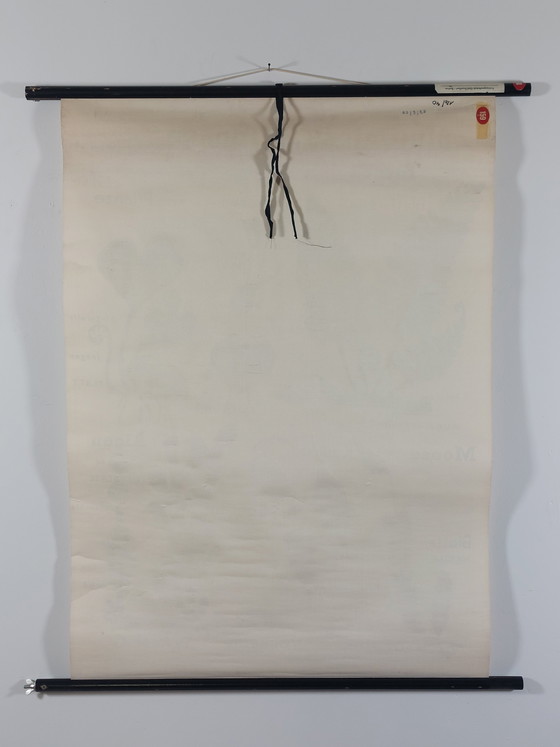 Image 1 of Vintage roll-up map, teaching aid, biology, plants, wall map