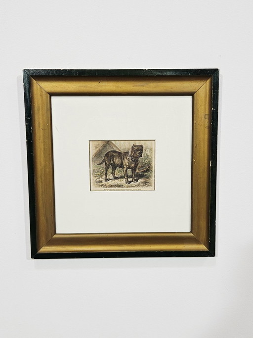 Friedrich Carl Georg Specht, Hund, 1870, Original Holzschnitt, Gerahmt