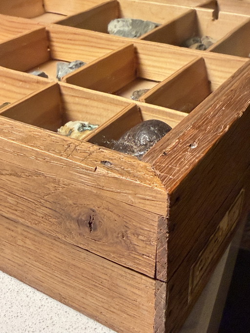 Antike Museumsvitrine mit Fossilien