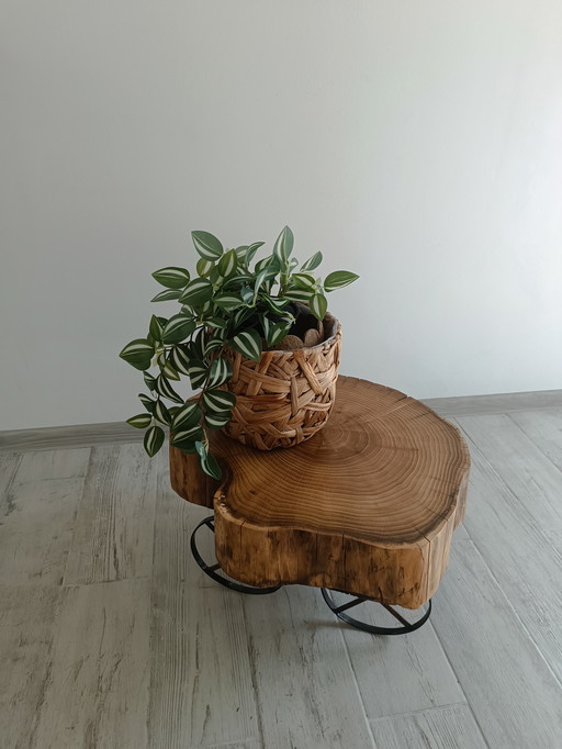 Acacia Ember – The Soul of Nature Preserved