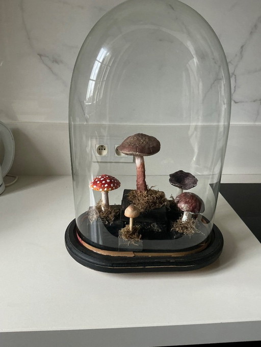Antique bell jar with vintage educational mushrooms