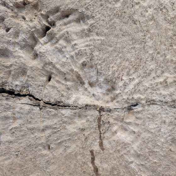 Image 1 of Beeldhouwwerk / Houtsnijwerk "Boeddha", 20e eeuw - Azië