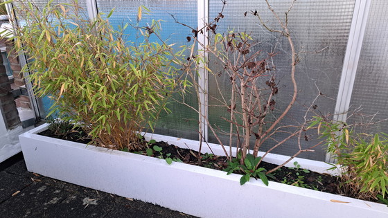 Image 1 of 2 fioriere Ibiza