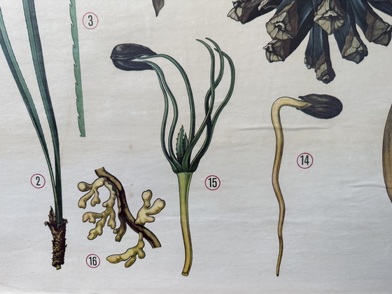 Image 1 of Vintage linnen schoolkaart - de grove den (pinus sylvestris)