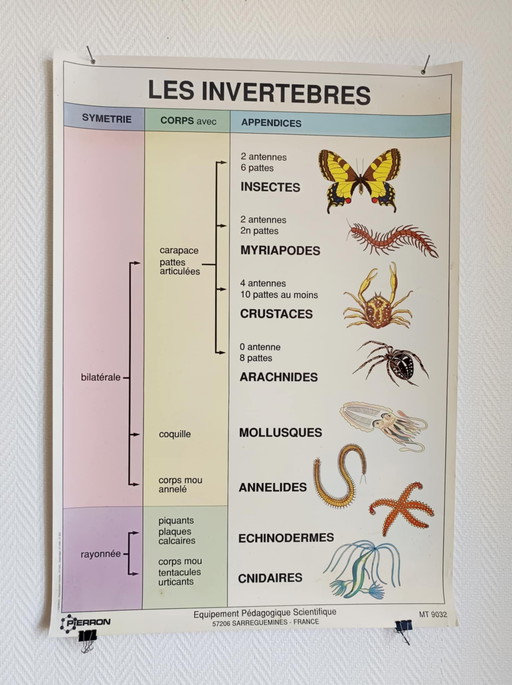 Vintage poster for schools Invertebrates