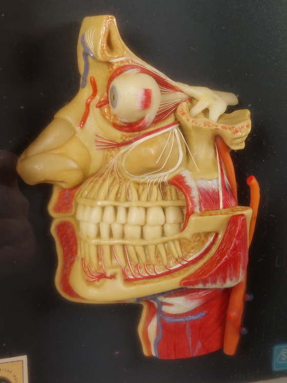 Image 1 of Medical wax model, Hygiene Museum Dresden, teaching model, display case, facial nerves