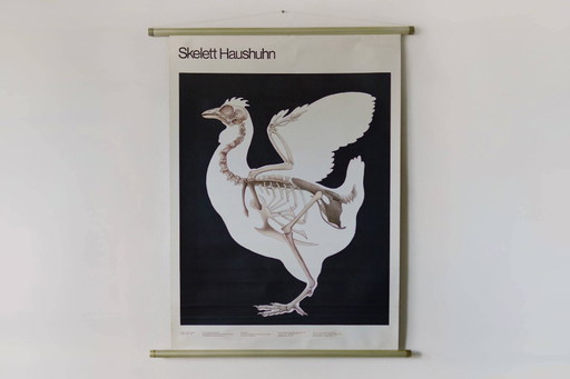 Affiche scolaire vintage RDA, maison squelette, poulet