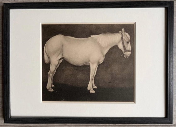 Image 1 of Jan Mankes 1889-1920 / Original Heliogravüre Weißes Pferd 1923