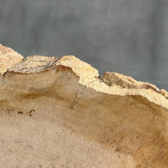 Image 1 of Madera fosilizada de Sooka, soporte hecho a medida (nuevo)
