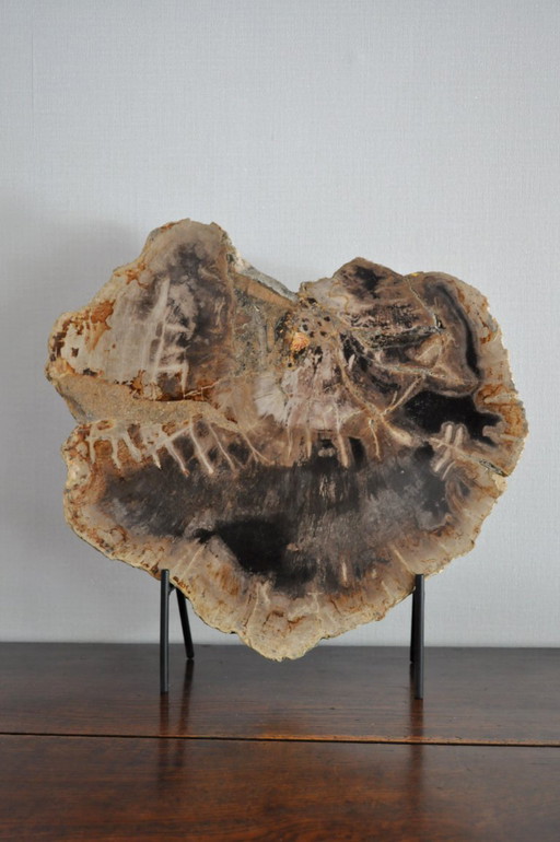 Section or piece of petrified wood on its stand (rerf 3174)