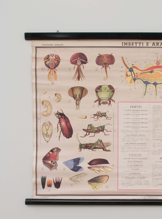 Image 1 of Educational print on insects, Paravia, 1968