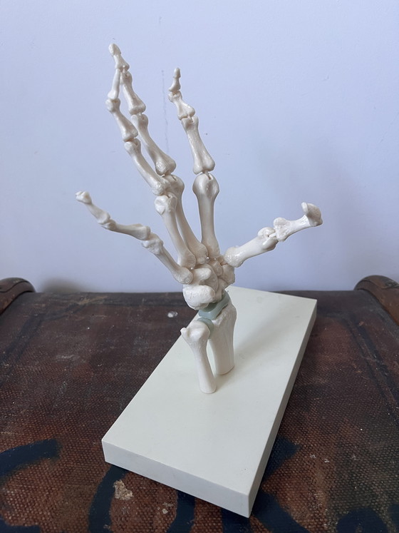 Image 1 of Anatomical decoration x 5