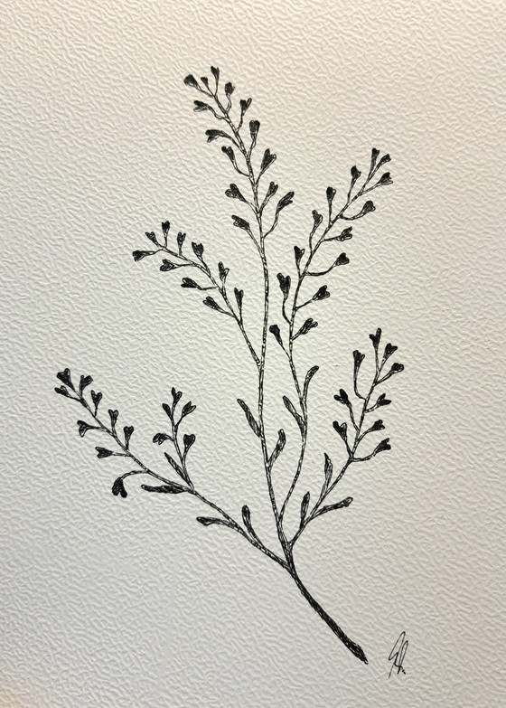 Image 1 of Botanische Hirtentäschel-Illustration | Dunkelbrauner Rahmen