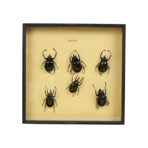 Framed beetle collection, Atlas beetles