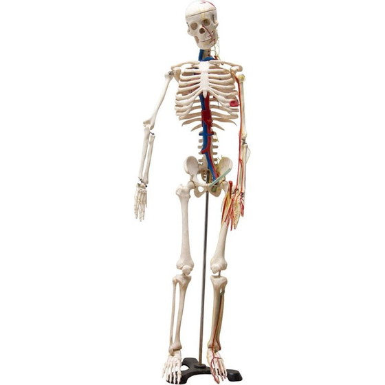 Image 1 of Vintage plastic human skeleton, Czechoslovakia 1960