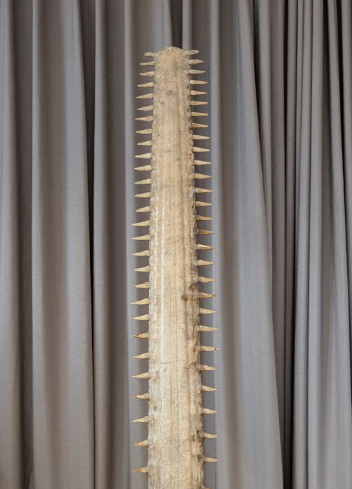 Antique Sawfish Rostrum 130 cm - 169 cm (Pristis pristis)