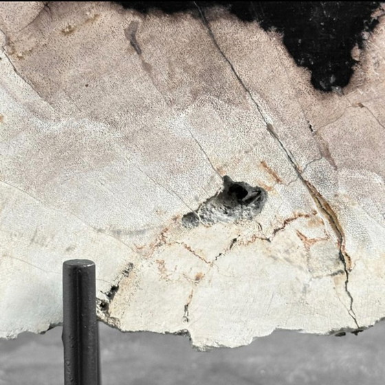 Image 1 of Madera fosilizada de Sooka, soporte hecho a medida (nuevo)