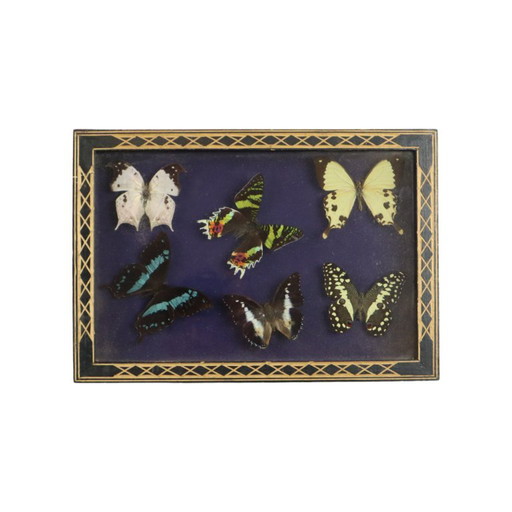 Framed Tropical Butterflies Taxidermy Insect Display