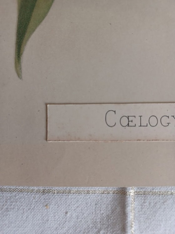 Image 1 of Cromolitografia originale 'Reichenbachia' 1888 – H.G. Moon