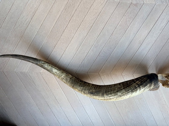 Image 1 of 2 große, authentische Büffelhörner, 90 und 100 cm lang